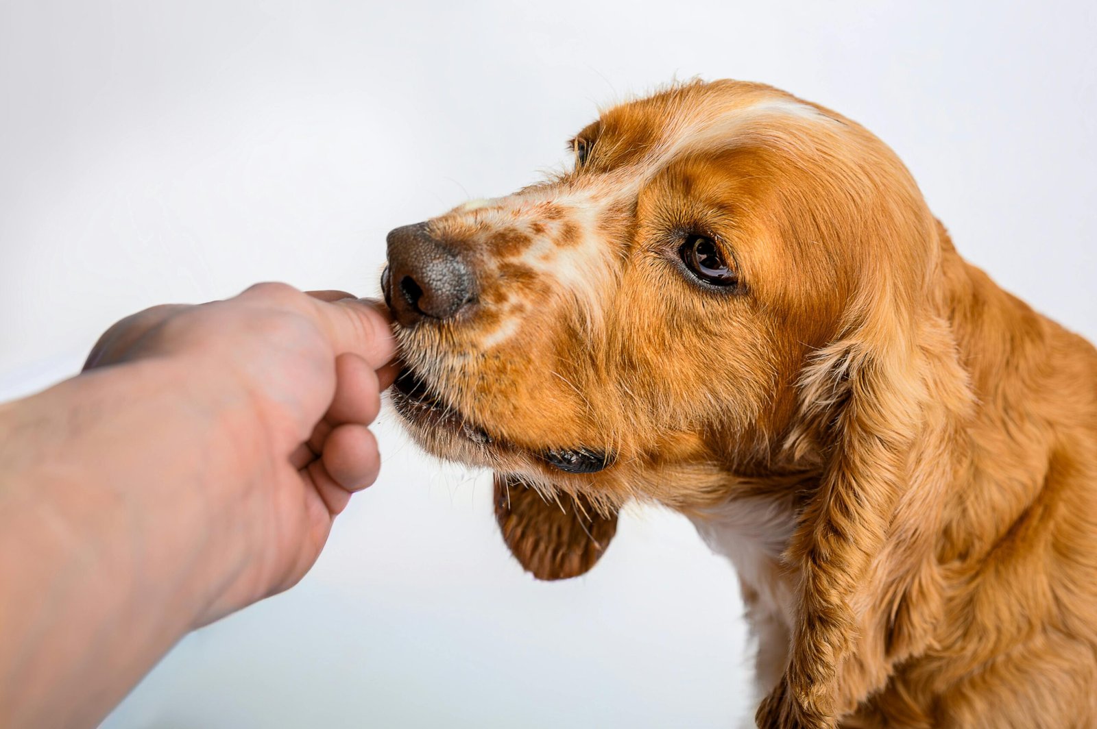 Cliente seleccionando alimento para mascotas en tienda